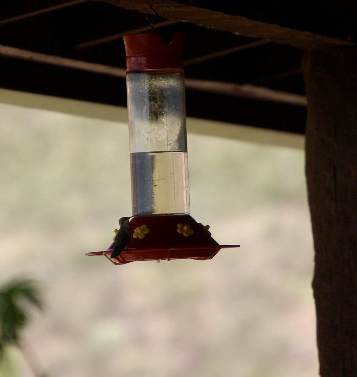 eBird Checklist 5 Oct 2023 Organ MountainsDesert Peaks NMDripping Springs NA 13 species