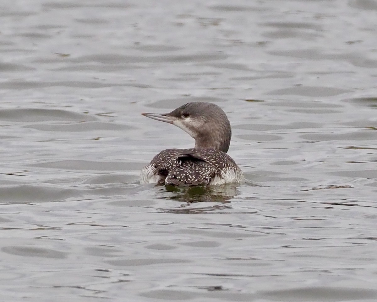 Red-throated Loon - ML609617328