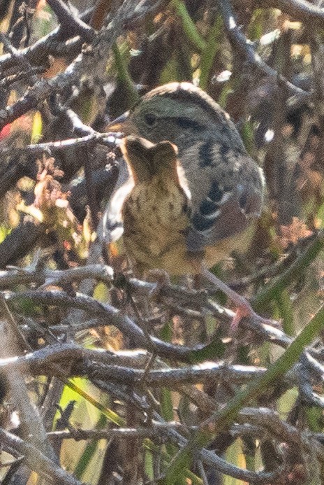 Swamp Sparrow - ML609617331