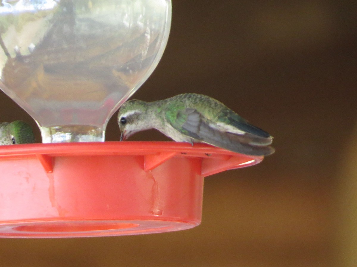 eBird Checklist 5 Oct 2023 Organ MountainsDesert Peaks NMDripping Springs NA 25 species