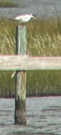Royal Tern - ML609618013