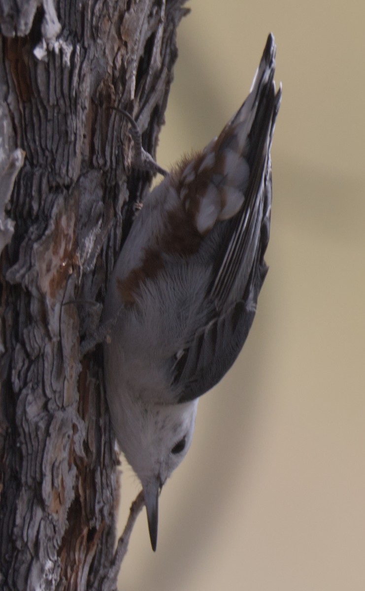 White-breasted Nuthatch - ML609618099