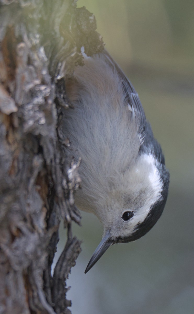 White-breasted Nuthatch - ML609618100