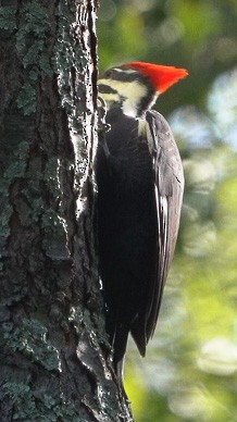 Pileated Woodpecker - ML609618200