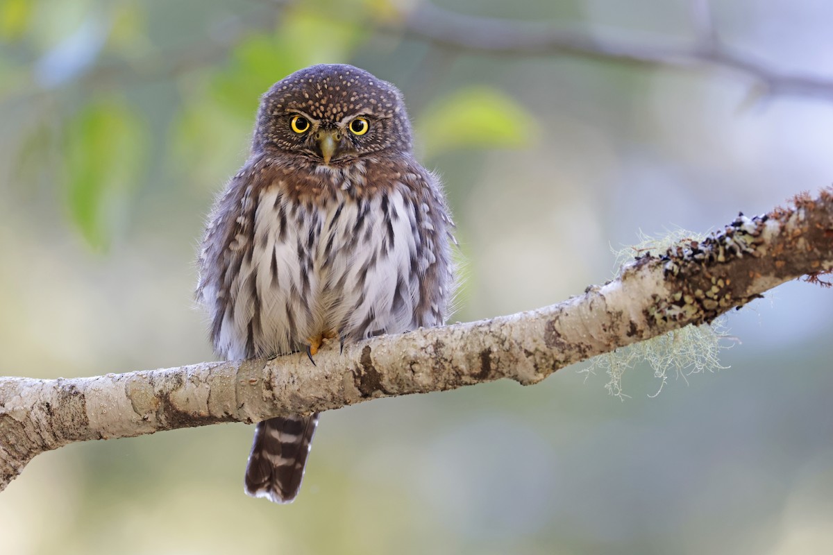 Northern Pygmy-Owl - Nathan Wall