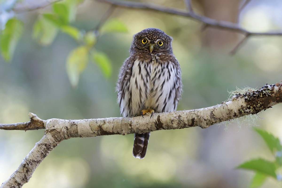 Northern Pygmy-Owl - ML609618504
