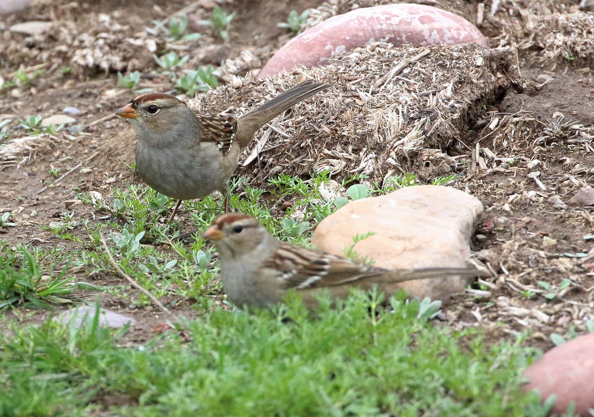 White-crowned Sparrow - ML609618577