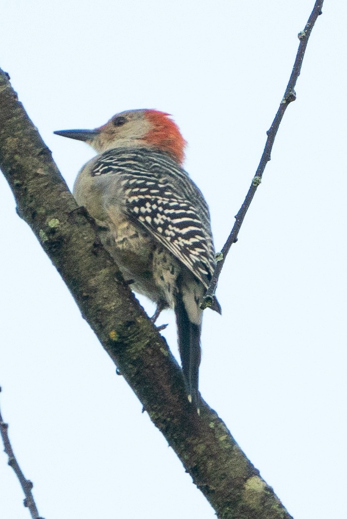 Red-bellied Woodpecker - ML609618601