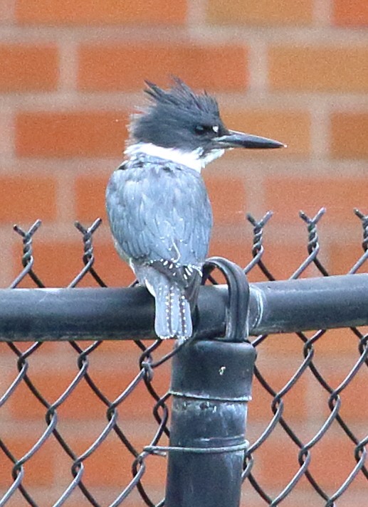 Belted Kingfisher - ML609618638