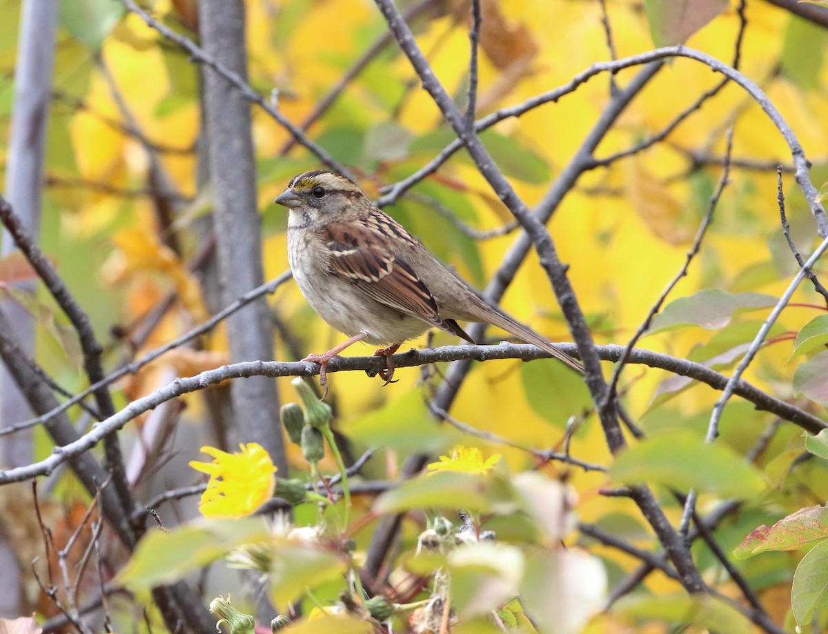 White-throated Sparrow - ML609618653