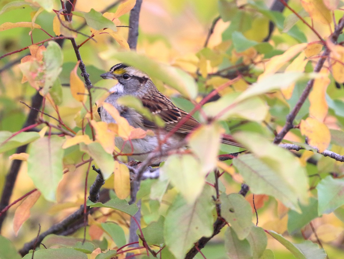 White-throated Sparrow - ML609618654