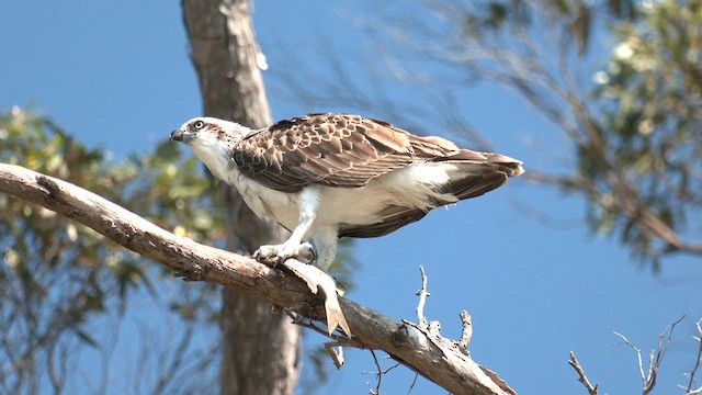 Águila Pescadora (Australia) - ML609619333
