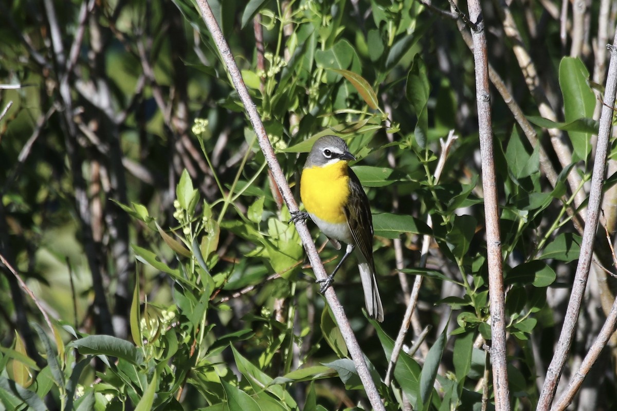 Yellow-breasted Chat - ML60961941