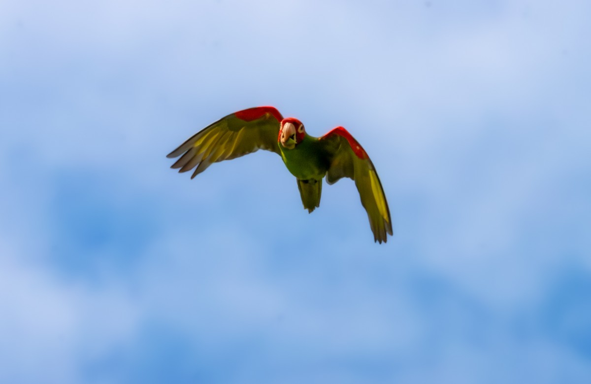 Red-masked Parakeet - ML609619820
