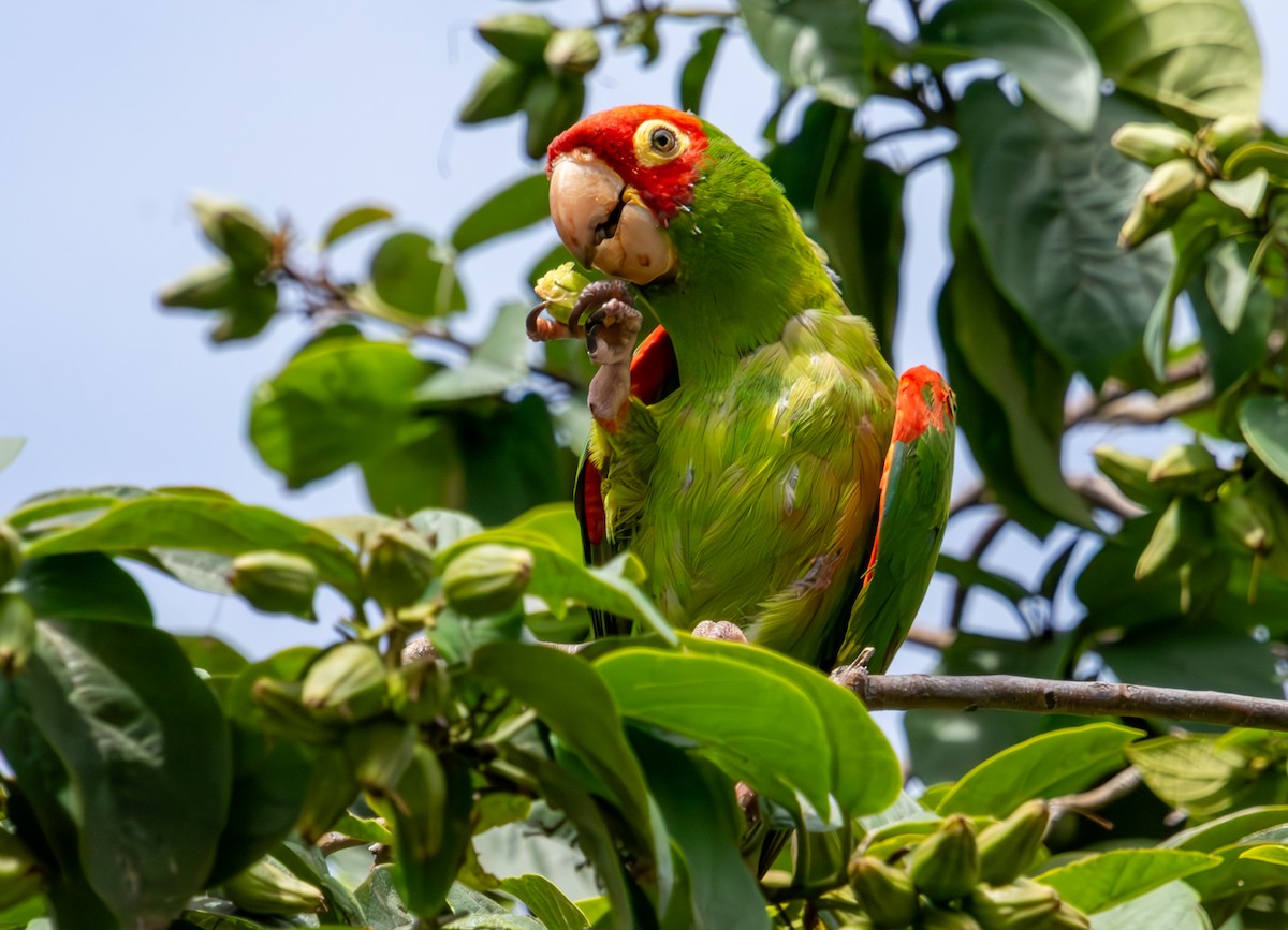 Guayaquil Papağanı - ML609619821