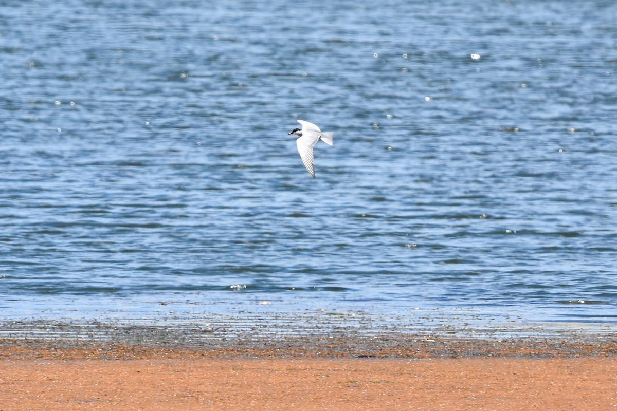 Weißbart-Seeschwalbe - ML609620166