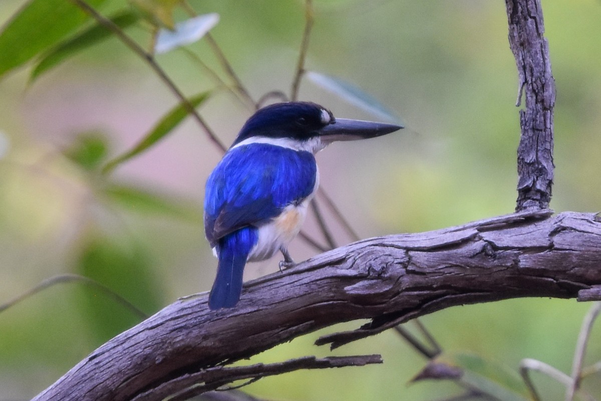 Forest Kingfisher - ML609620464