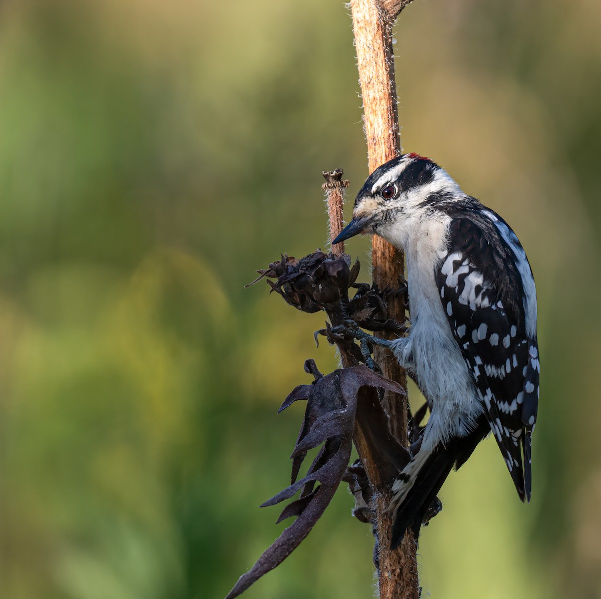 Downy Woodpecker - ML609620969