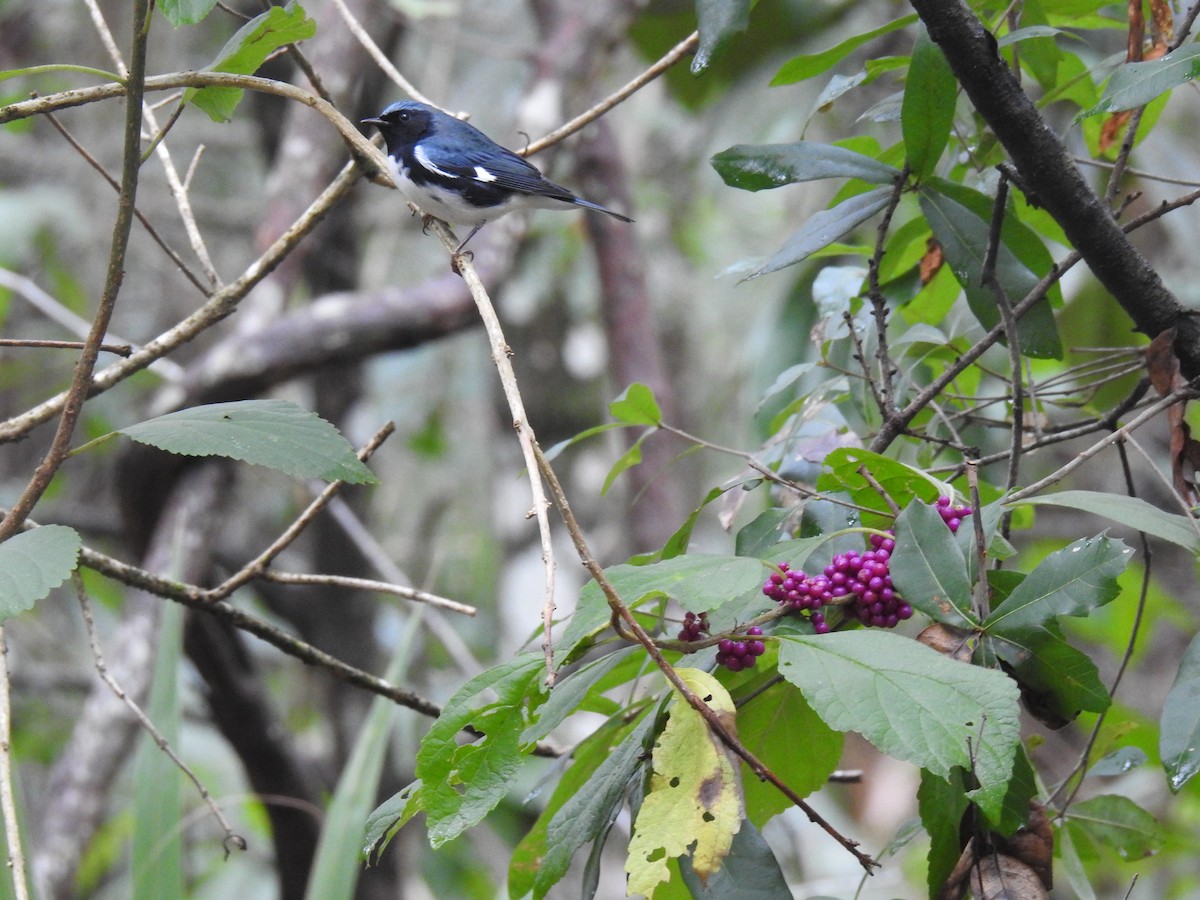 Black-throated Blue Warbler - ML609621043