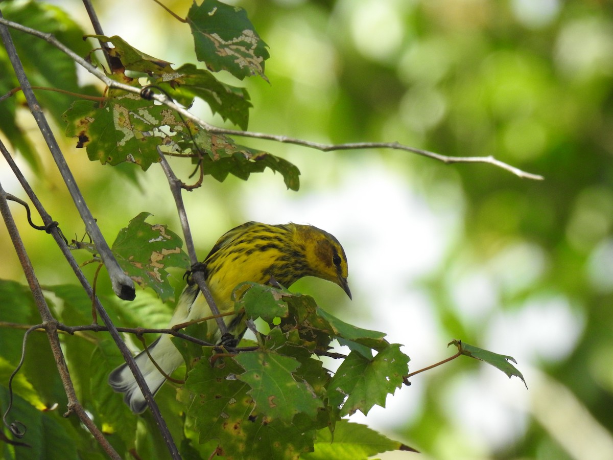 Cape May Warbler - ML609621105