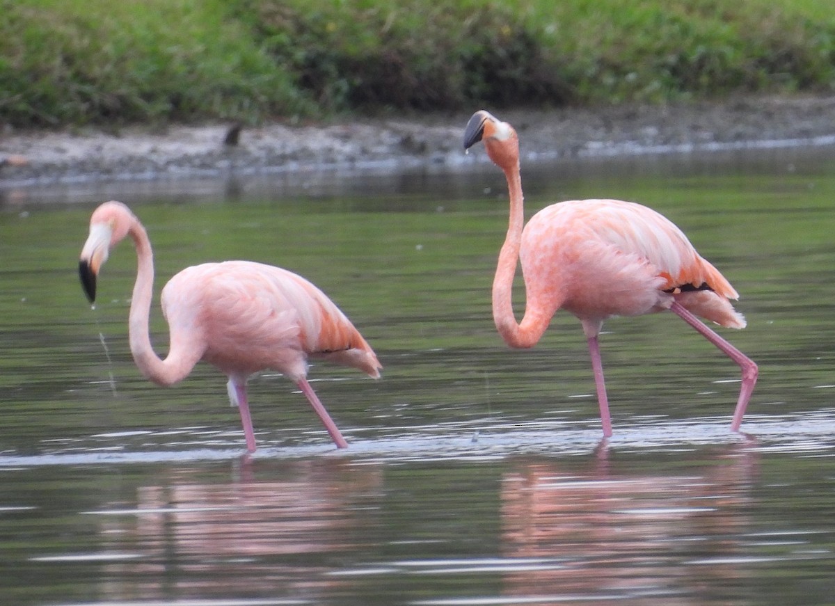 American Flamingo - J. N.B.