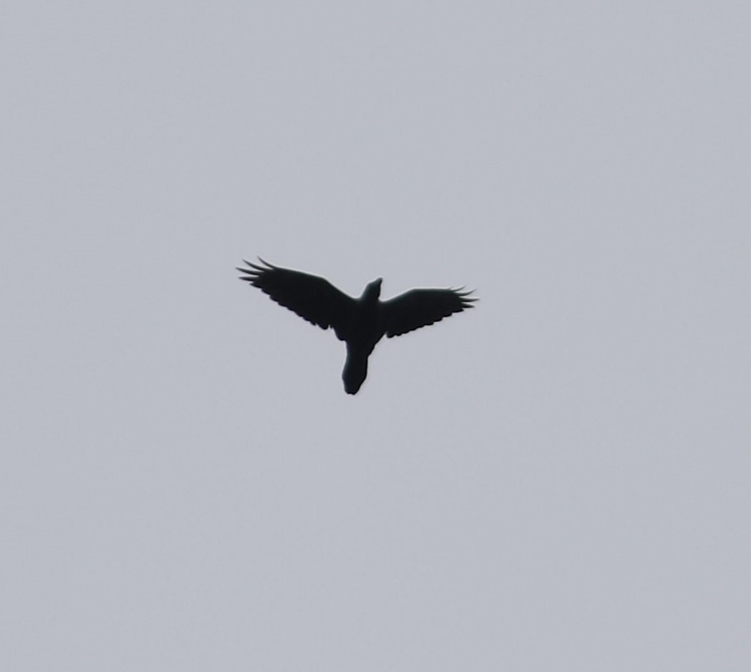 Common Raven - ML609621443