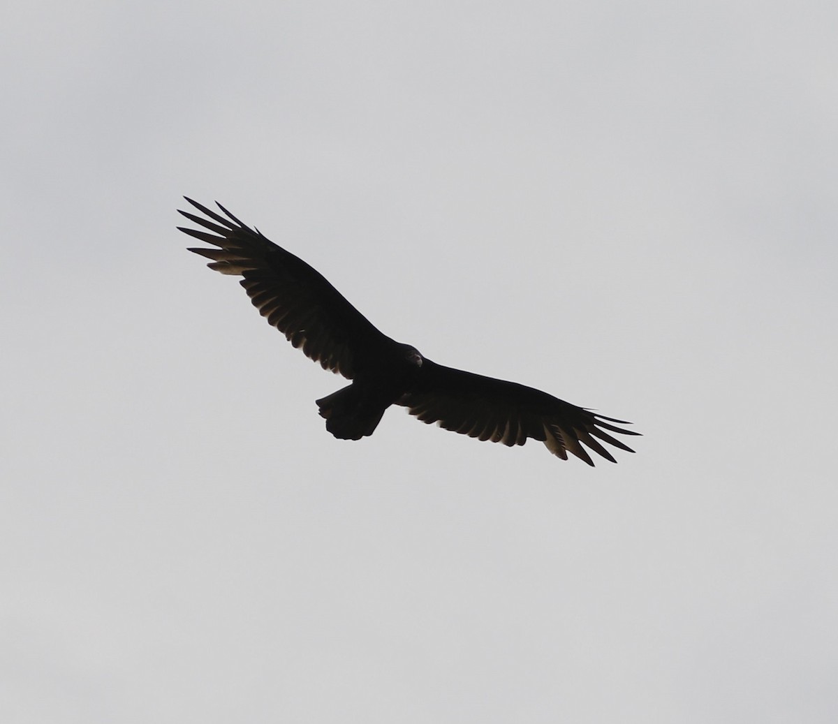 Turkey Vulture - ML609621455