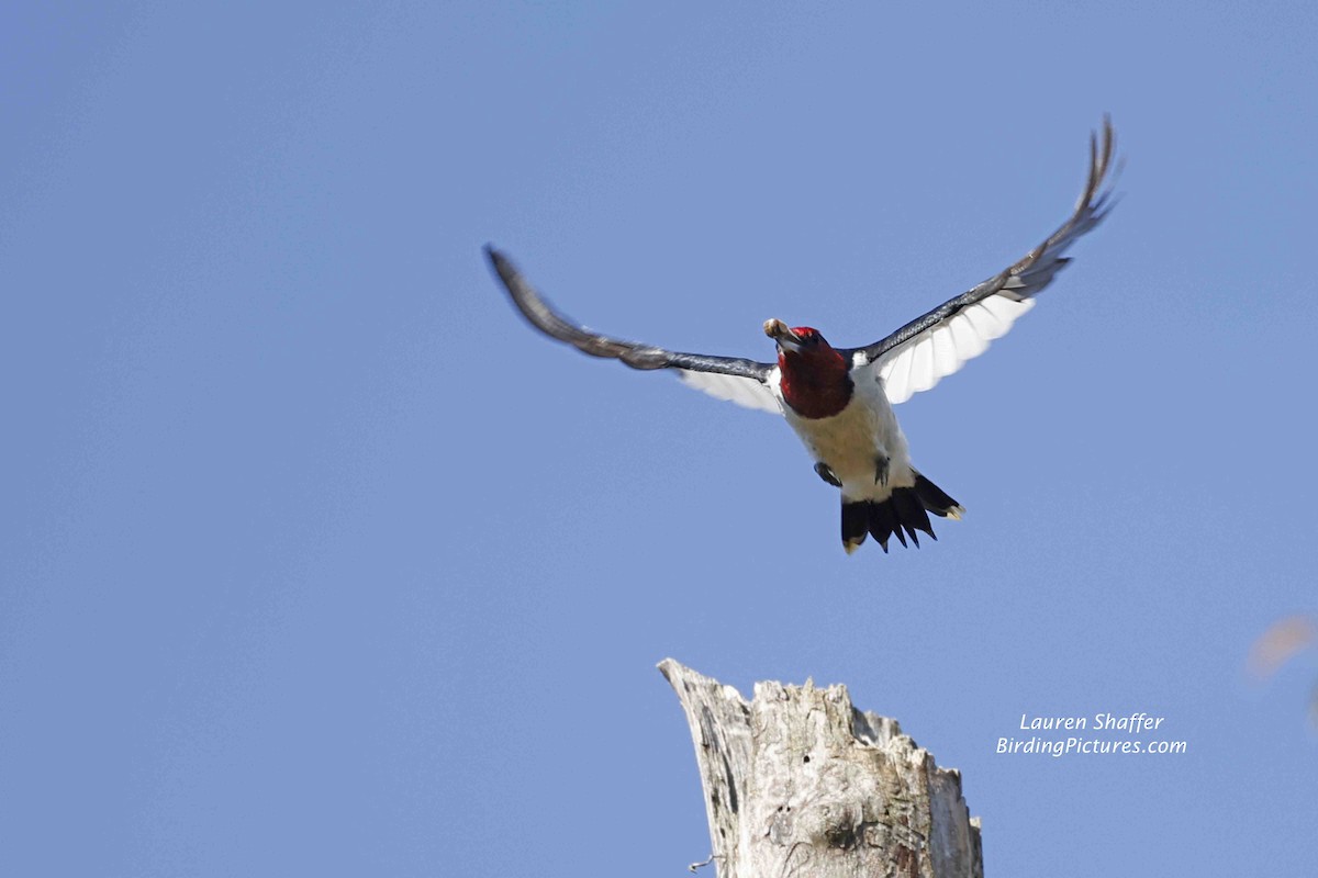 Red-headed Woodpecker - ML609621838