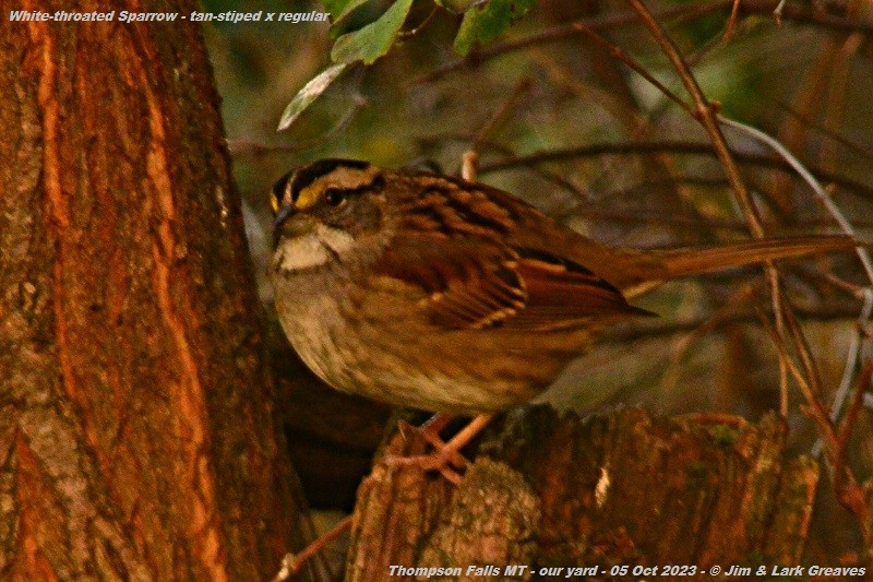 White-throated Sparrow - ML609621915