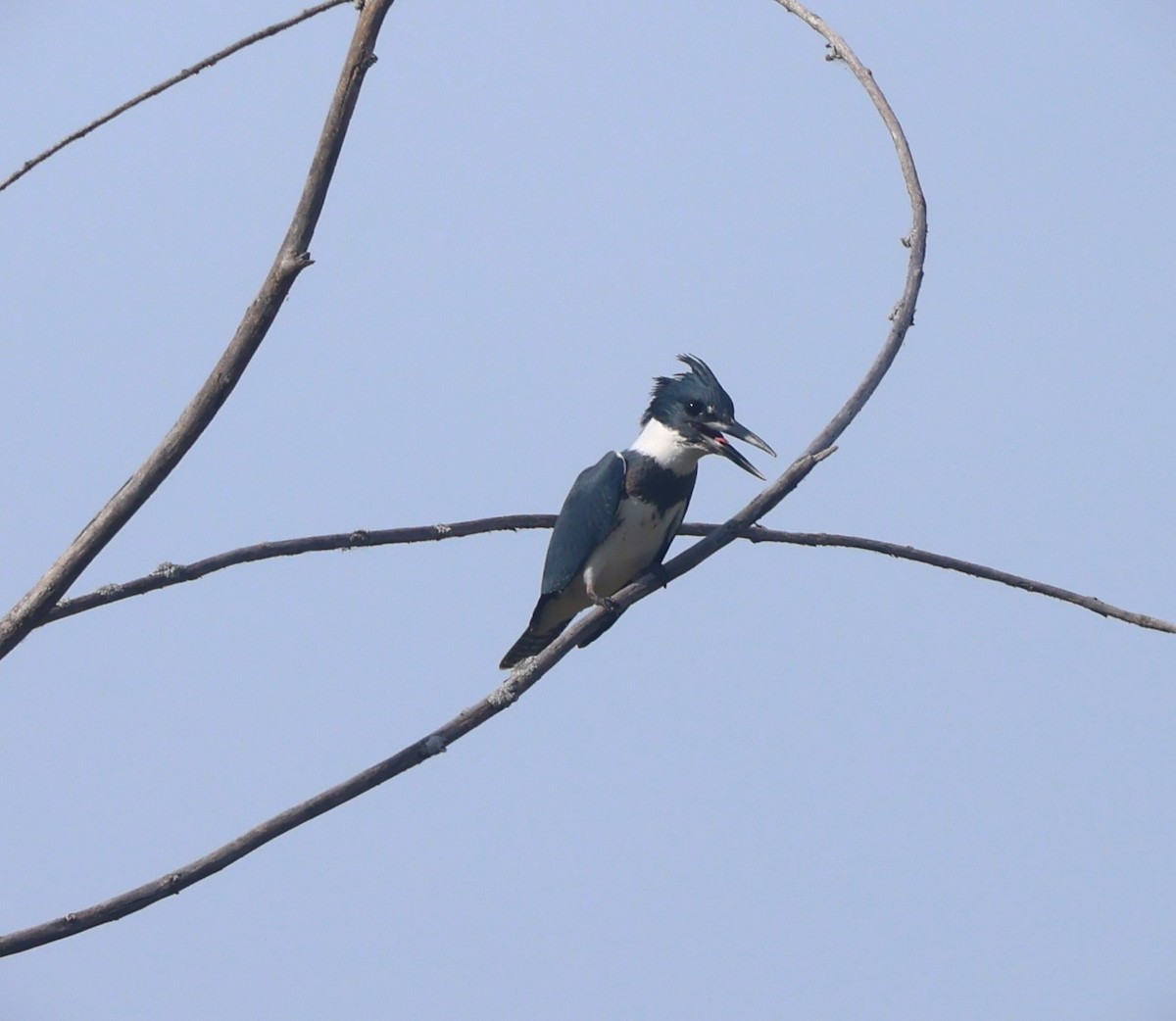 Belted Kingfisher - ML609622018