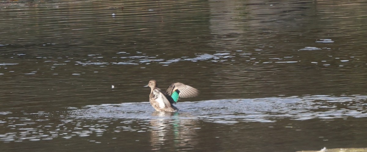 Green-winged Teal - ML609622038