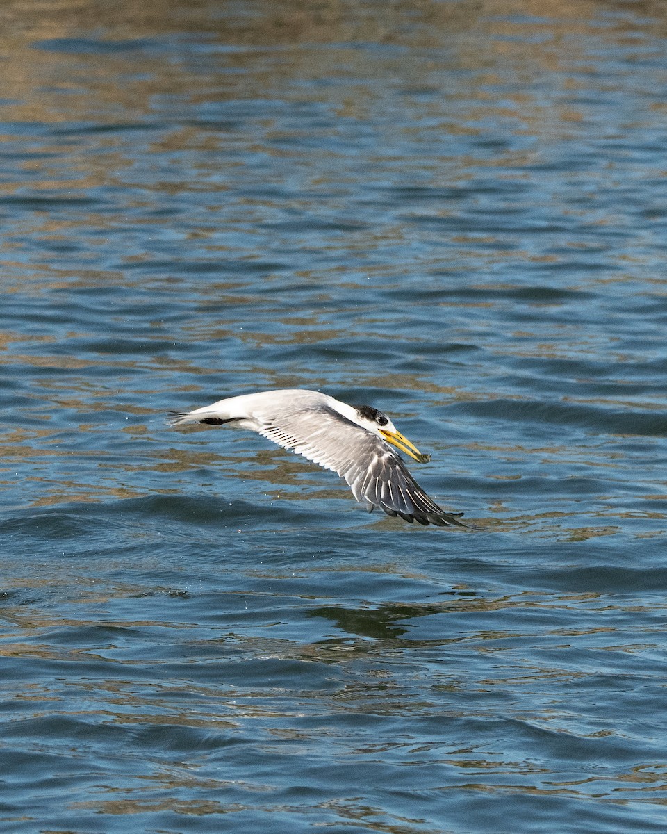 Great Crested Tern - ML609622800