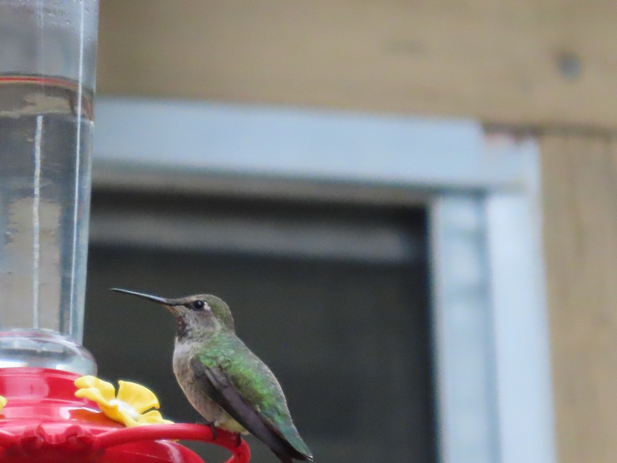 Anna's Hummingbird - ML609623176