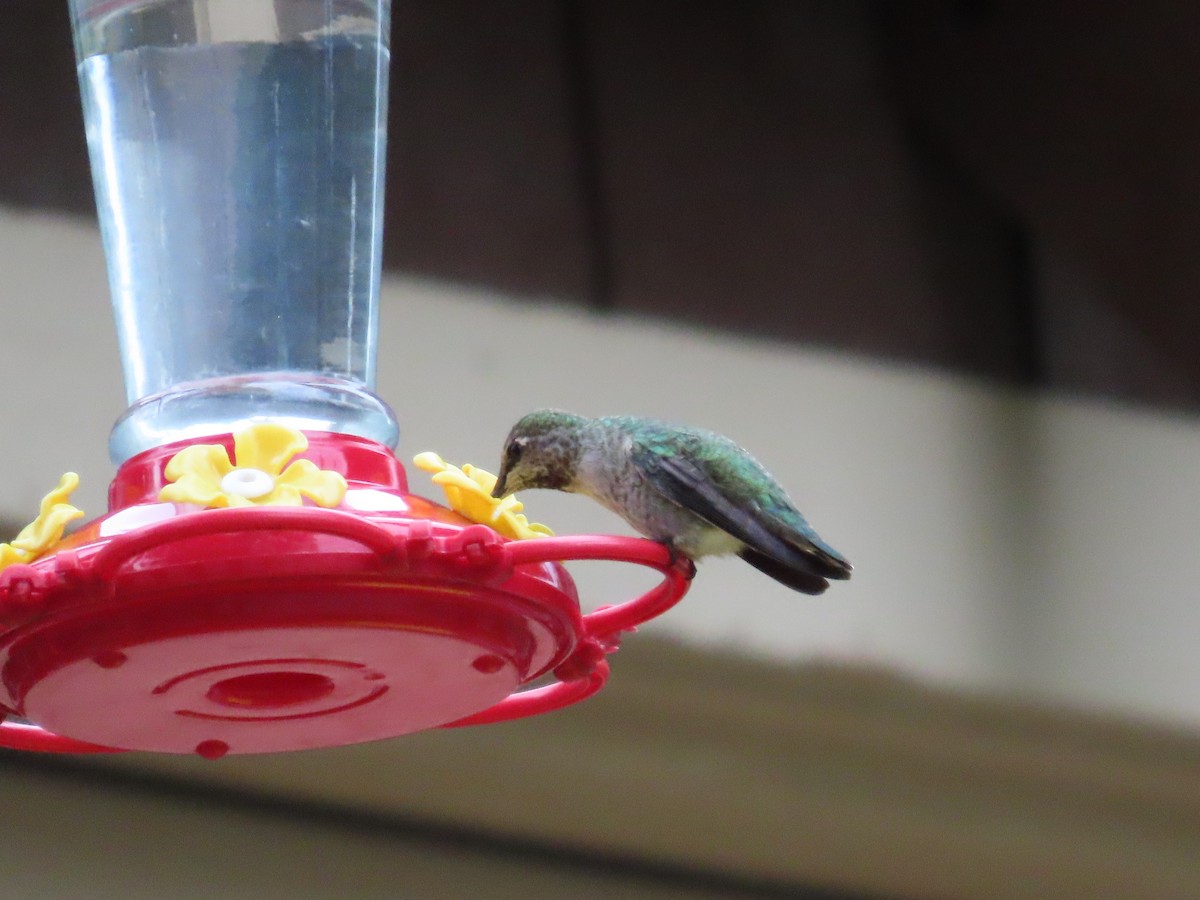 Anna's Hummingbird - ML609623179