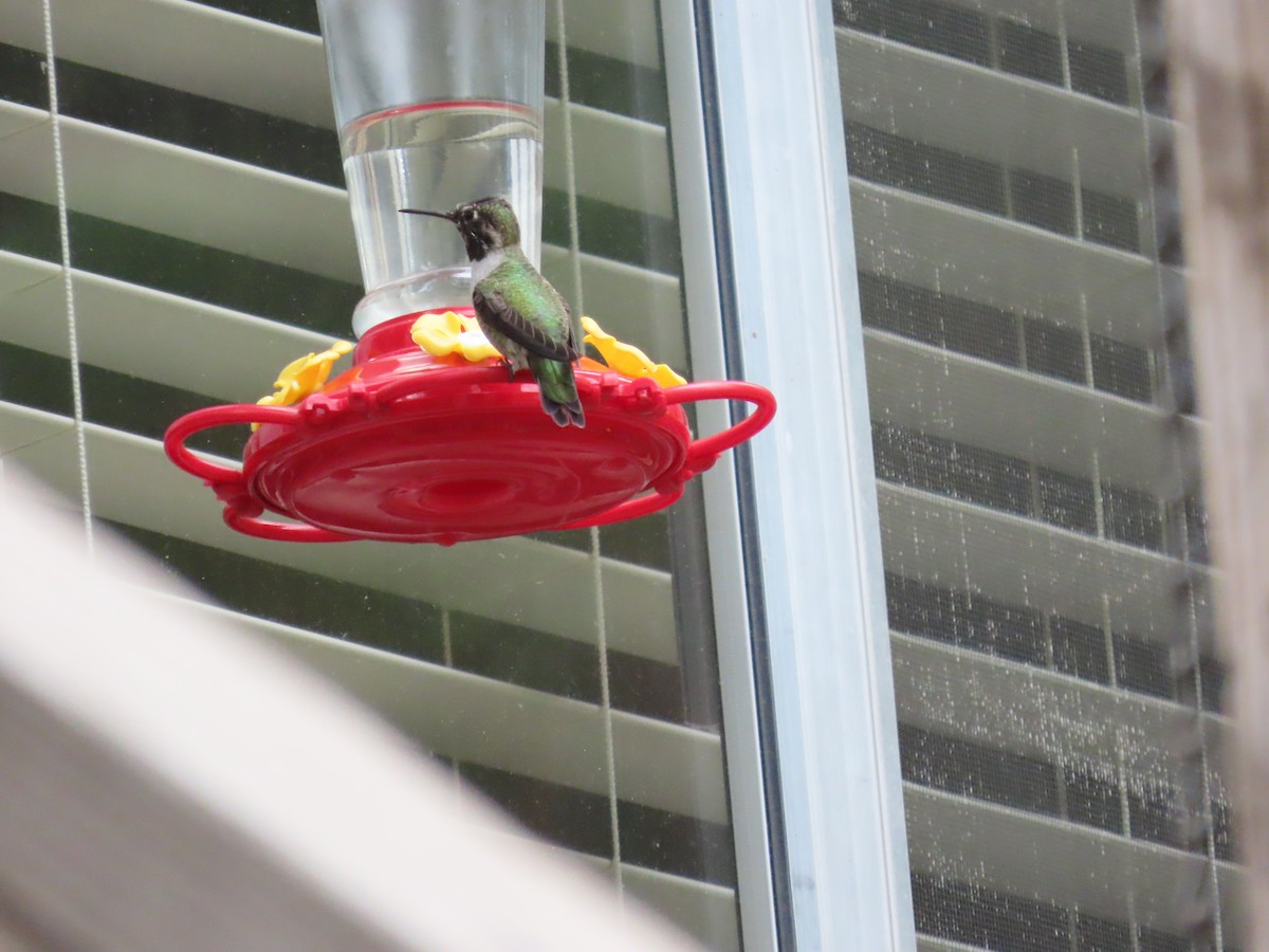 Anna's Hummingbird - ML609623181