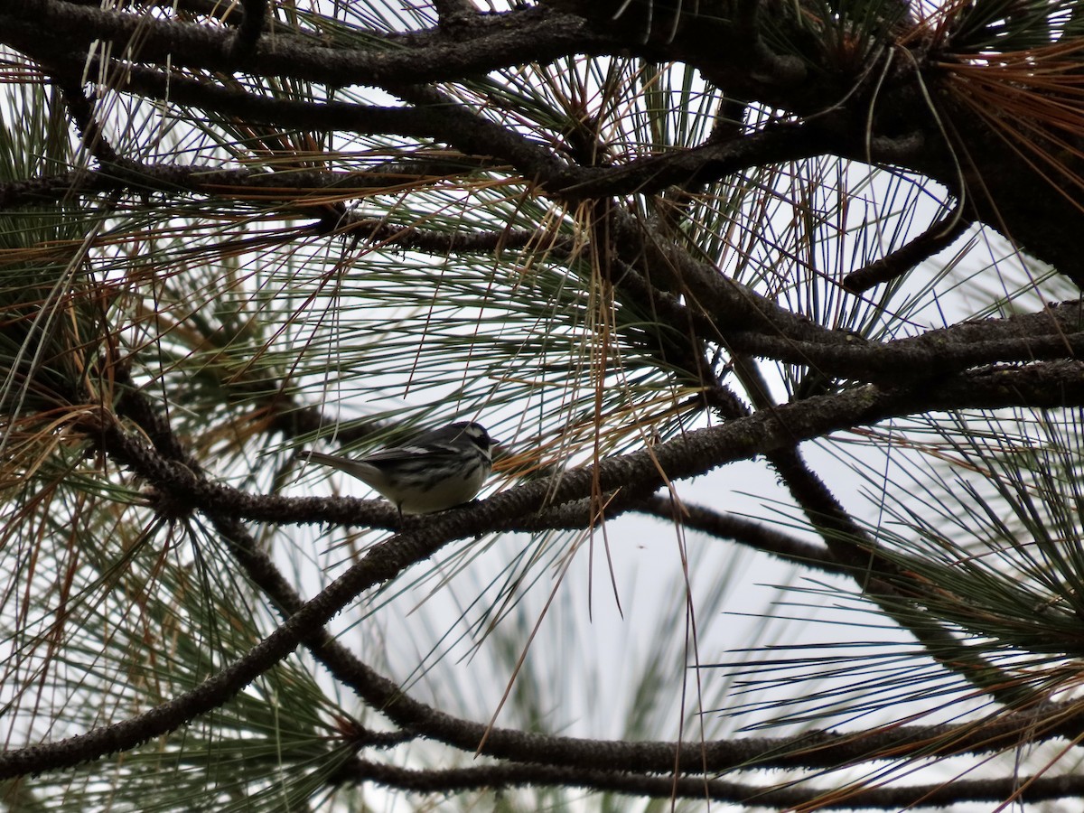 Black-throated Gray Warbler - ML609623206