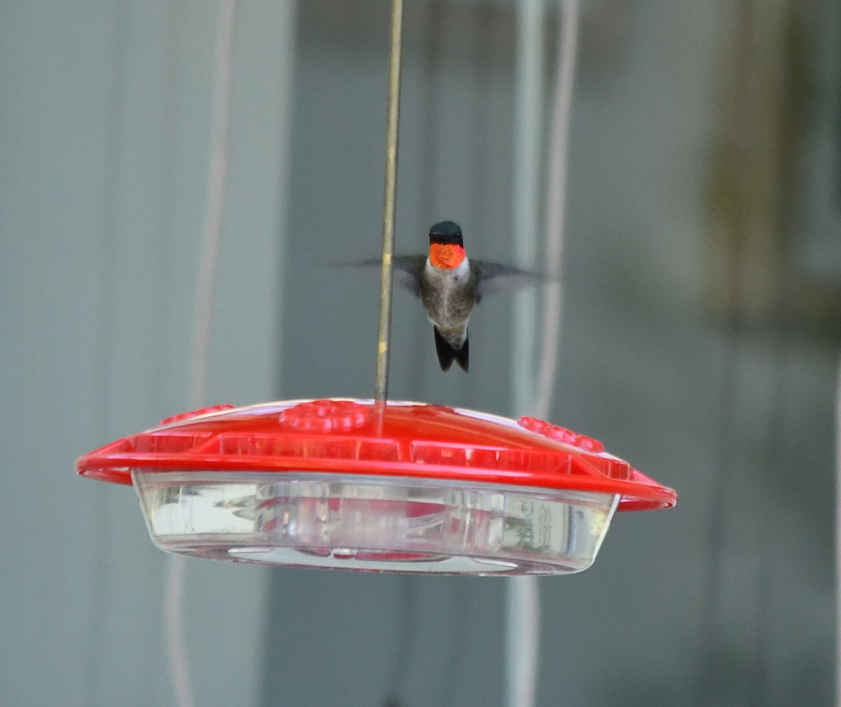 Ruby-throated Hummingbird - ML609624154