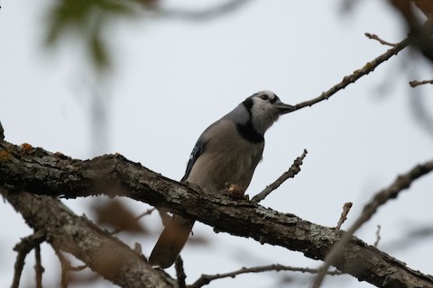 Blue Jay - eBird