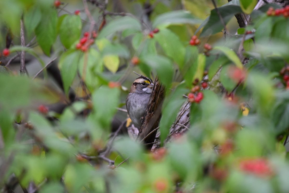 White-throated Sparrow - ML609624686