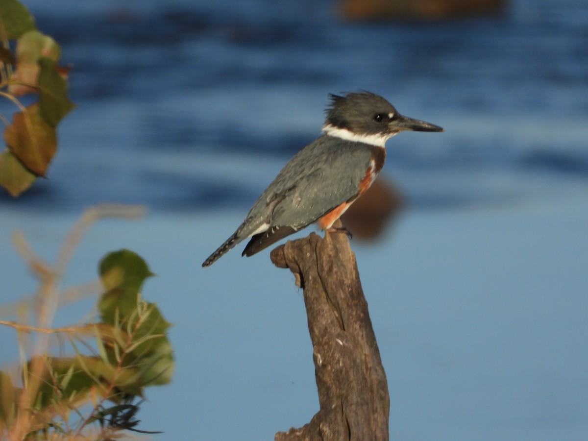 Belted Kingfisher - ML609625082