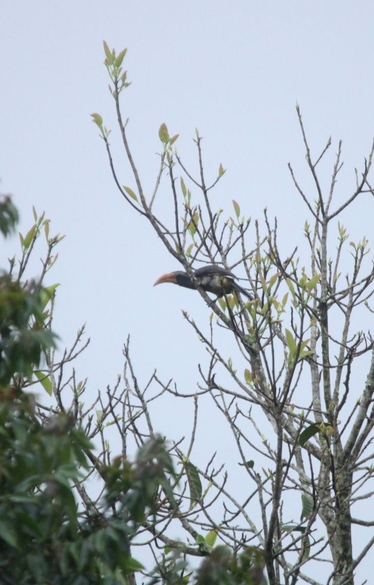 Malabar Gray Hornbill - ML609625128