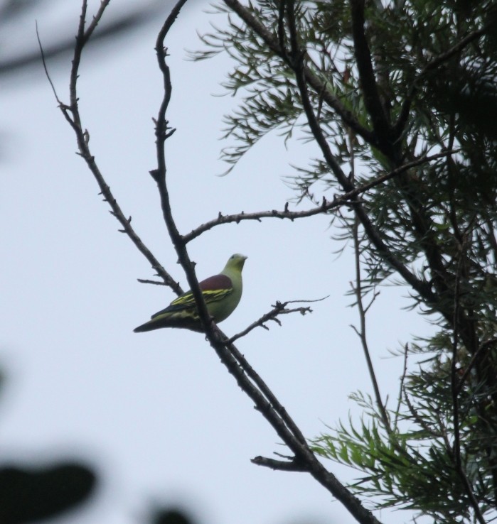 Gray-fronted Green-Pigeon - ML609625264