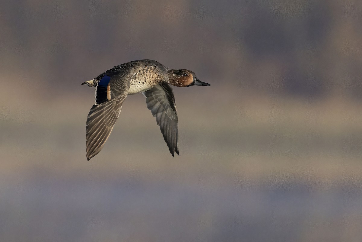 Green-winged Teal - ML609625538