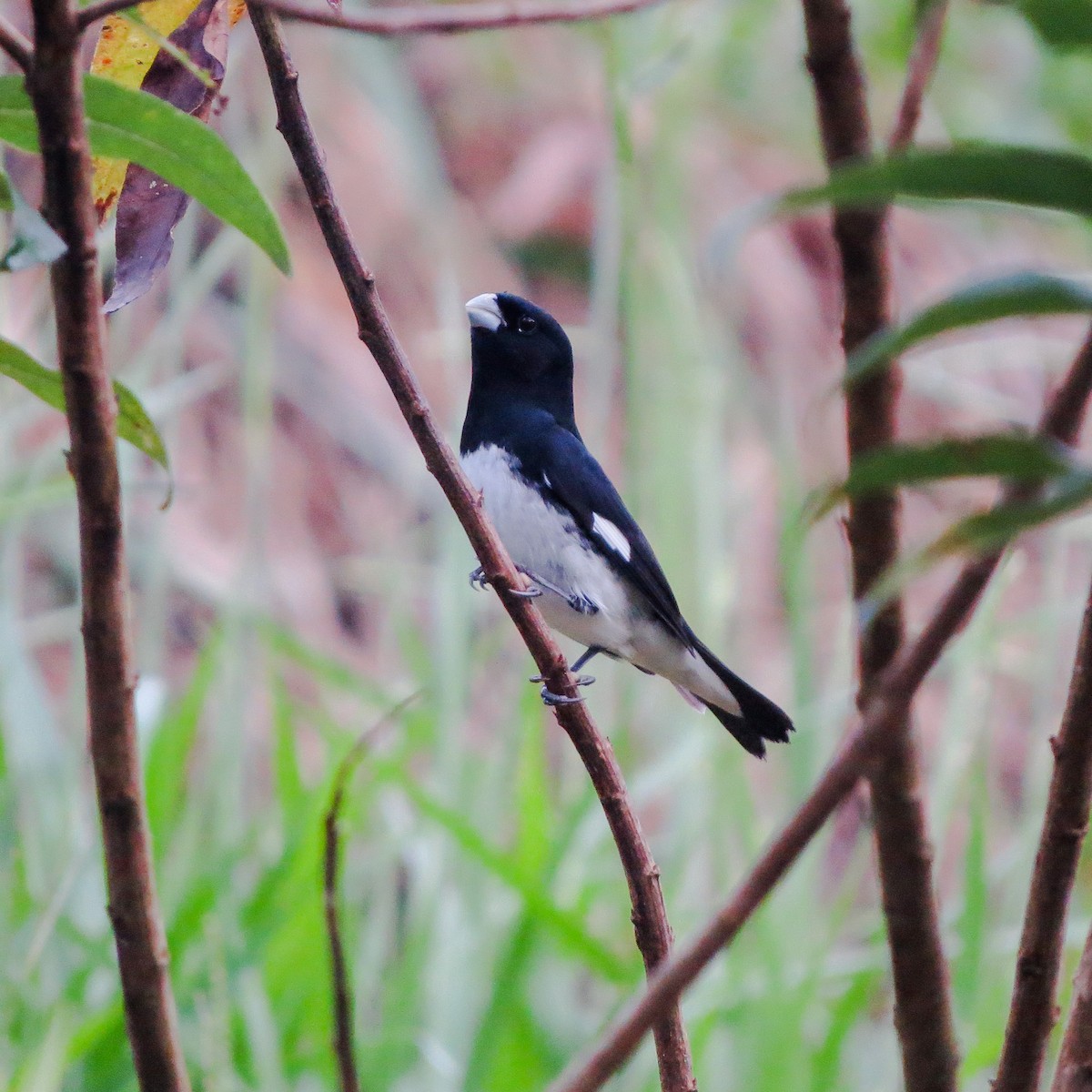 Black-and-white Seedeater - ML609625732
