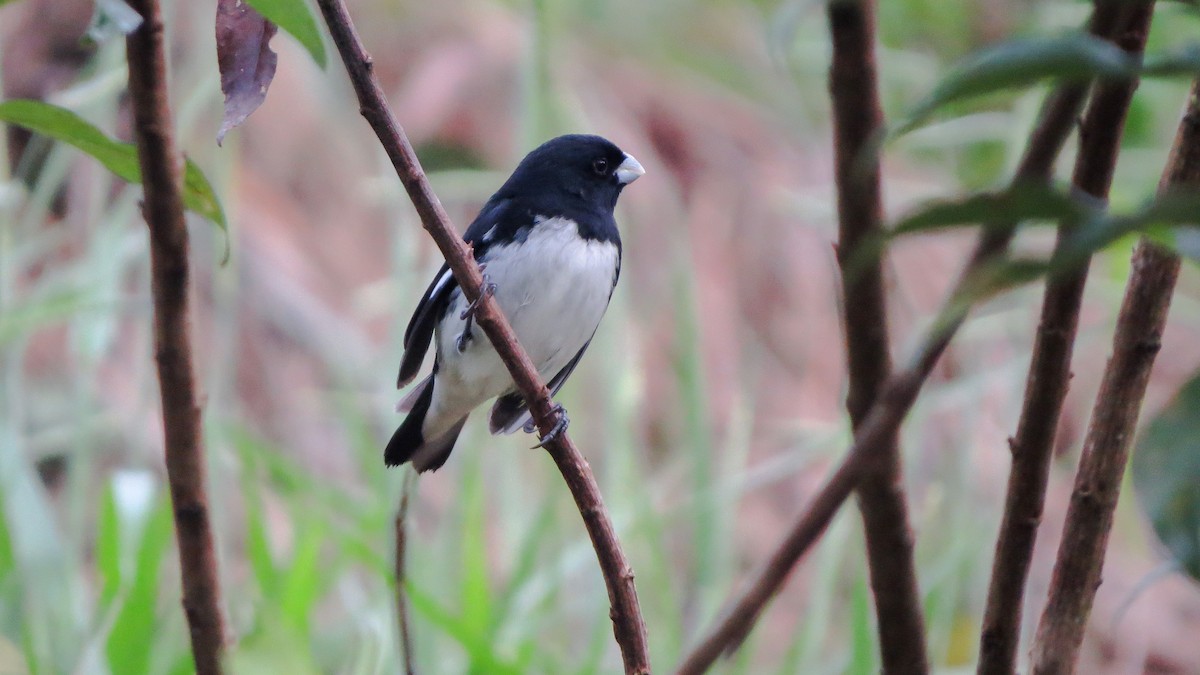 Black-and-white Seedeater - ML609625734