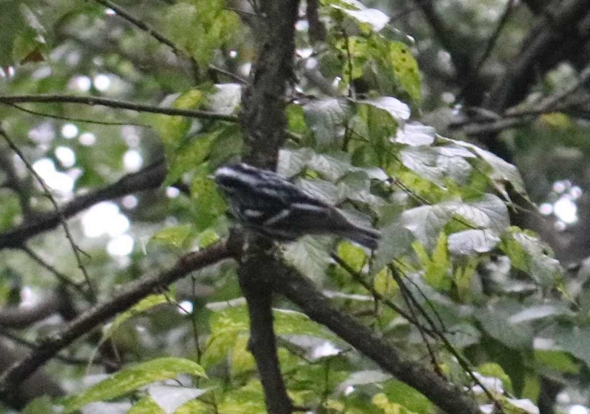 Black-and-white Warbler - ML609625892
