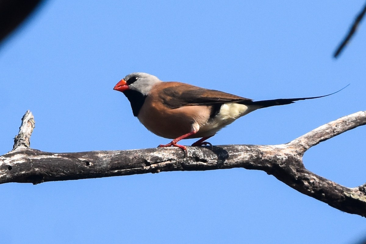 Long-tailed Finch - ML609626105