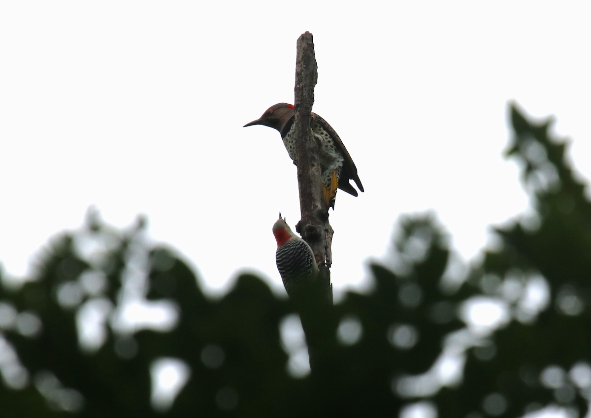 Red-bellied Woodpecker - Lamont McLachlan