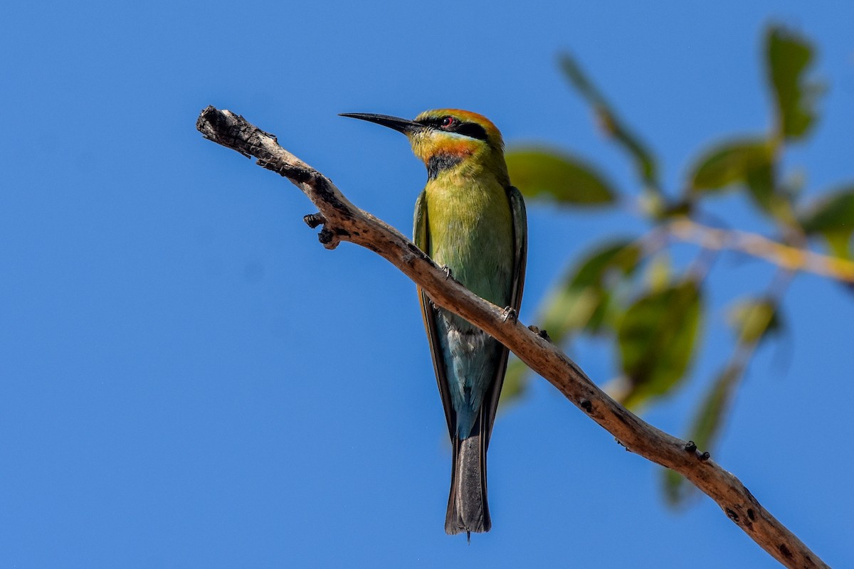 Rainbow Bee-eater - ML609626140