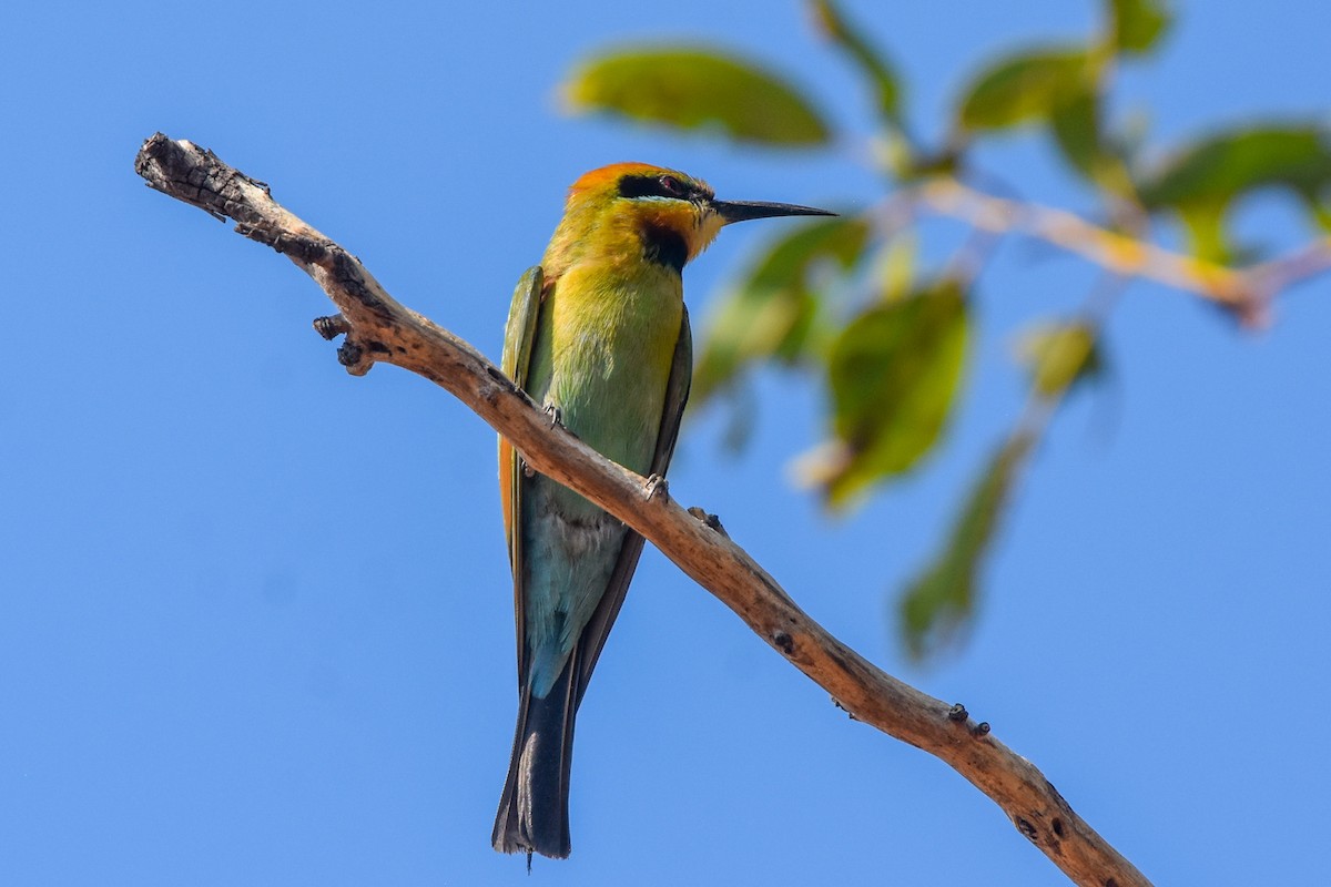 Rainbow Bee-eater - ML609626141